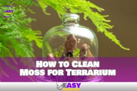 How to Clean Moss for Terrarium – Full Guideline