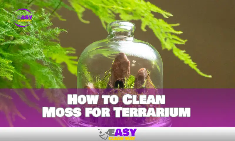 How to Clean Moss for Terrarium