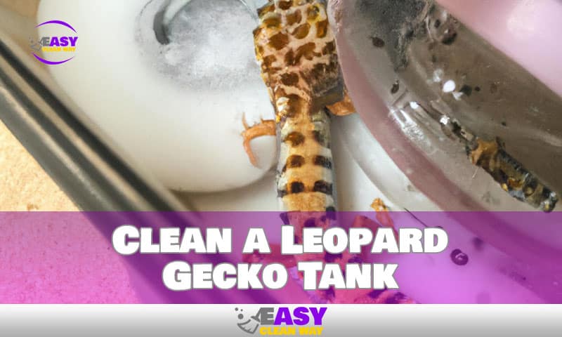 Clean a Leopard Gecko Tank to Keep it's Looking Best