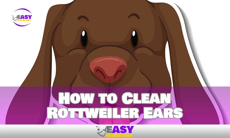 How to Clean Rottweiler Ears