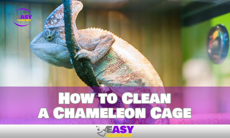 How to Clean a Chameleon Cage in Some Easy Steps