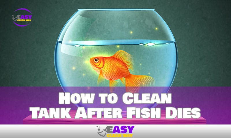 The Best Way to Clean a Tank After a Fish Dies