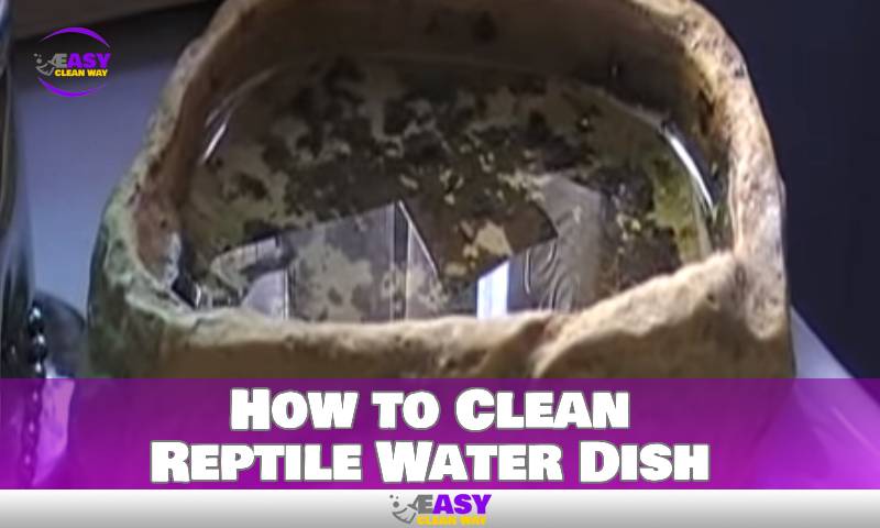 How to Clean Reptile Water Dish