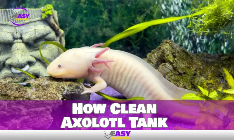 How Clean Axolotl Tank